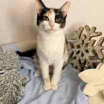 Thumbnail photo of Dreamboat Annie #1