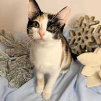 Thumbnail photo of Dreamboat Annie #2