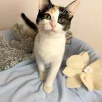 Thumbnail photo of Dreamboat Annie #3