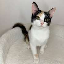 Thumbnail photo of Dreamboat Annie #4