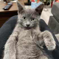 Thumbnail photo of Jasper #3