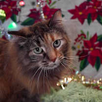 Thumbnail photo of Delilah #1