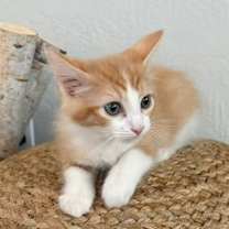 Thumbnail photo of Blaze BONDED with Stella #1