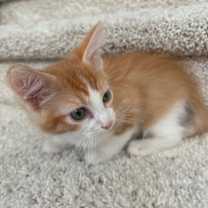 Thumbnail photo of Blaze BONDED with Stella #2