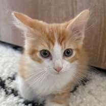 Thumbnail photo of Blaze BONDED with Stella #3