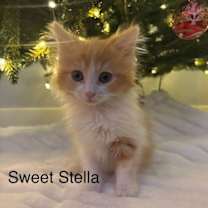 Thumbnail photo of Stella BONDED with Blaze #1