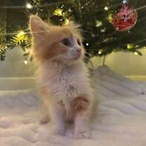 Thumbnail photo of Stella BONDED with Blaze #2