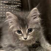 Thumbnail photo of Whiskers #2