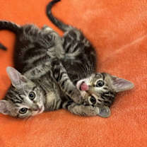 Thumbnail photo of CINDERELLA (kitten) #2