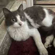 Thumbnail photo of Virvidiana #1