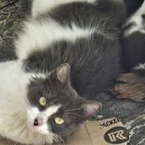 Thumbnail photo of Virvidiana #2