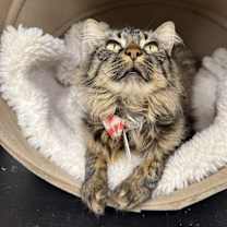 Thumbnail photo of Penelope 5 #2