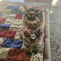 Thumbnail photo of Penelope 5 #4