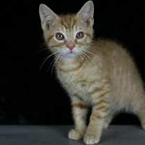 Thumbnail photo of Pumpkin Patch #1