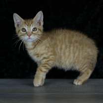 Thumbnail photo of Pumpkin Patch #3