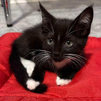 Thumbnail photo of Anika #2