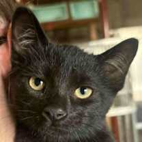 Thumbnail photo of Shazam #1