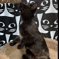 Thumbnail photo of Shazam #2