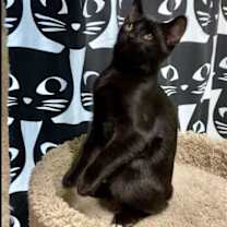 Thumbnail photo of Shazam #3