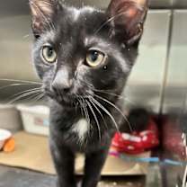 Thumbnail photo of Darkness #4