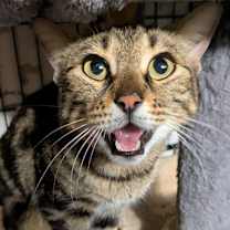 Thumbnail photo of Topanga #1