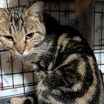 Thumbnail photo of Topanga #2