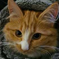 Thumbnail photo of Tang #1