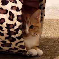 Thumbnail photo of Tang #3