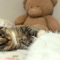 Thumbnail photo of Jafar aka Bigfoot #4