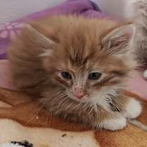 Thumbnail photo of Puff #3