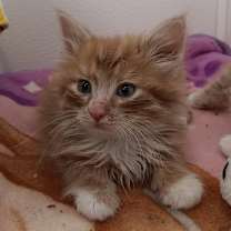 Thumbnail photo of Puff #4