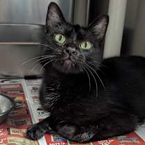 Thumbnail photo of Mrs. Claws #1