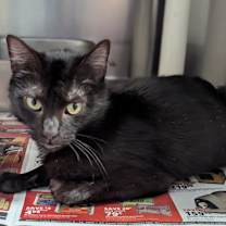 Thumbnail photo of Mrs. Claws #2