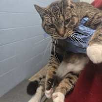 Thumbnail photo of Mittens #3