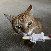 Thumbnail photo of Buddy #3