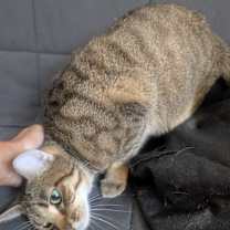 Thumbnail photo of Mama Michelle #2