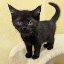 Thumbnail photo of Archie #1