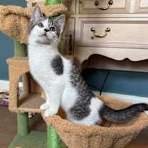 Thumbnail photo of MEL #1