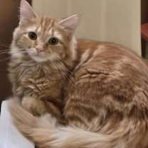 Thumbnail photo of Habi #1