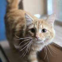 Thumbnail photo of Habi #2