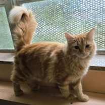 Thumbnail photo of Habi #3