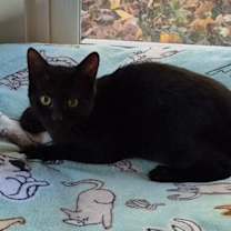 Thumbnail photo of Milo #1