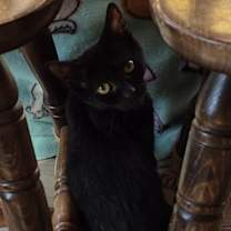 Thumbnail photo of Milo #2