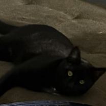 Thumbnail photo of Skipper #1