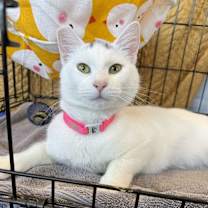 Thumbnail photo of Cher #1