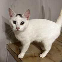 Thumbnail photo of Cher #2