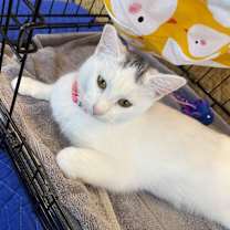 Thumbnail photo of Cher #3