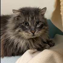 Thumbnail photo of Saks #2