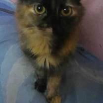 Thumbnail photo of Amar #2