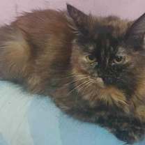 Thumbnail photo of Amar #3